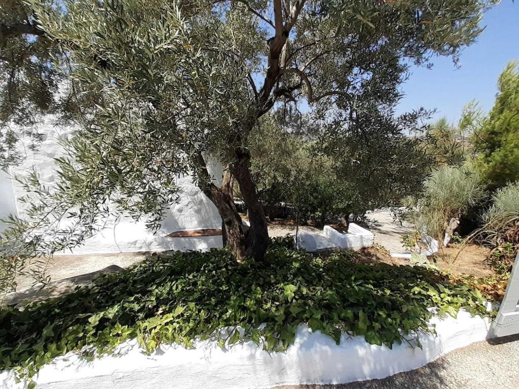 Cortijo Tipico Andaluz En La Sierra Cerca De Frigiliana De Nerja Y De Las Playas Exterior foto